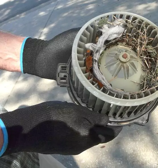 About Air Duct Mice Removal in Loveland, CO